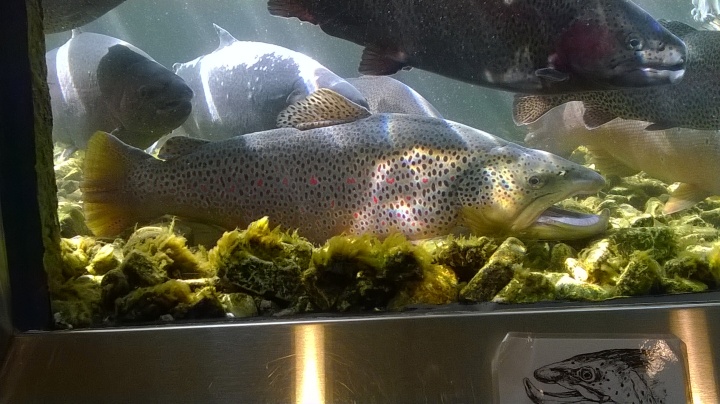 Brown Trout, Taneycomo Hatchery